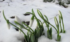 calarasi ghiocei in zapada foto i.s.