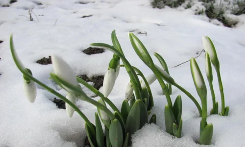 calarasi ghiocei in zapada foto i.s.