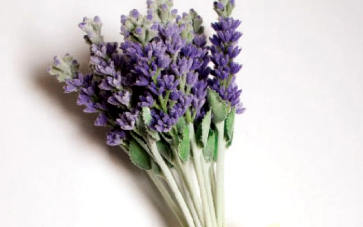 lavanda