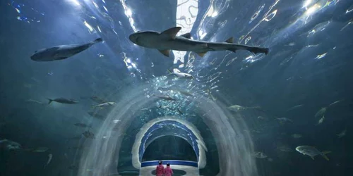 coreea foto mark edward harris/ daily mail