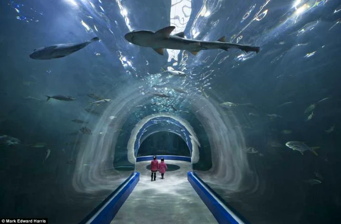 Deasupra celor două fetiţe îmbrăcate în roz înoată rechini la Aqua Planet Yeosu, cea mai mare din Coreea de Sud FOTO Mark Edward Harris