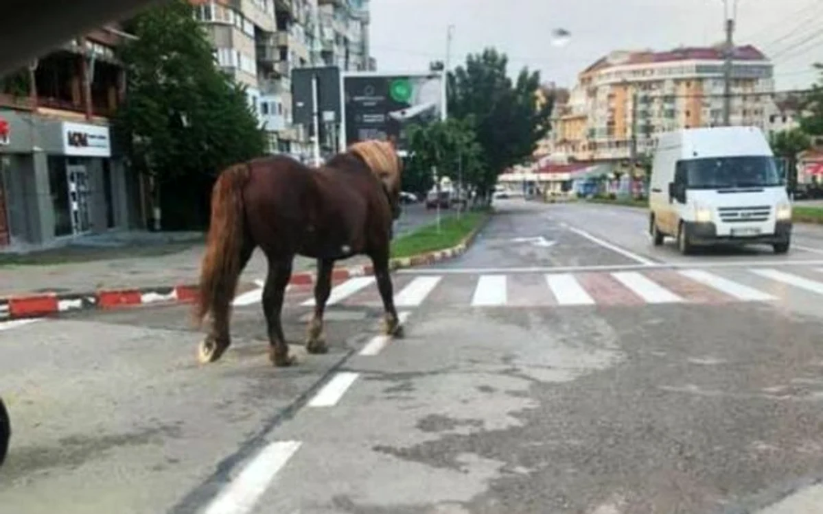 Calul mergea liber pe străzi FOTO