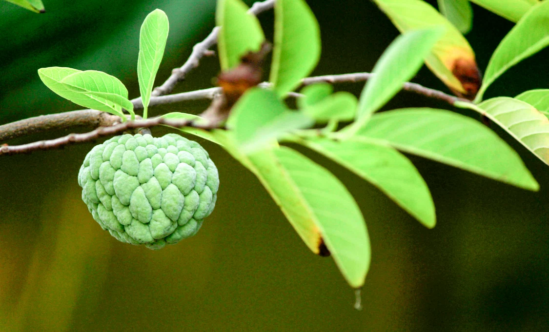 Custard apple, fructul sălbatic care crește aproape fără apă / foto: Pexels