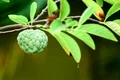 custard apple pexels jpg
