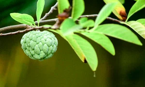 custard apple pexels jpg