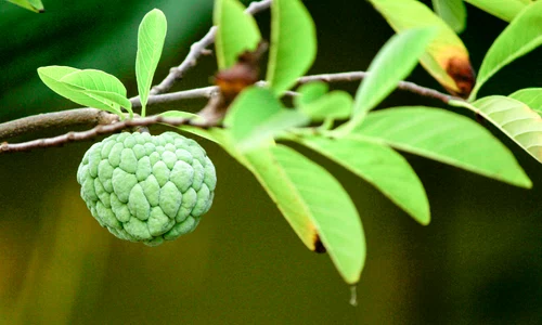 custard apple pexels jpg