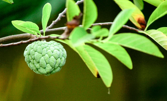 Custard apple, fructul sălbatic care crește aproape fără apă / foto: Pexels