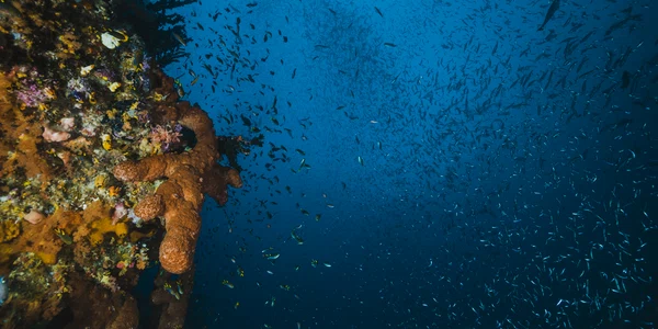 creaturi ocean jpg