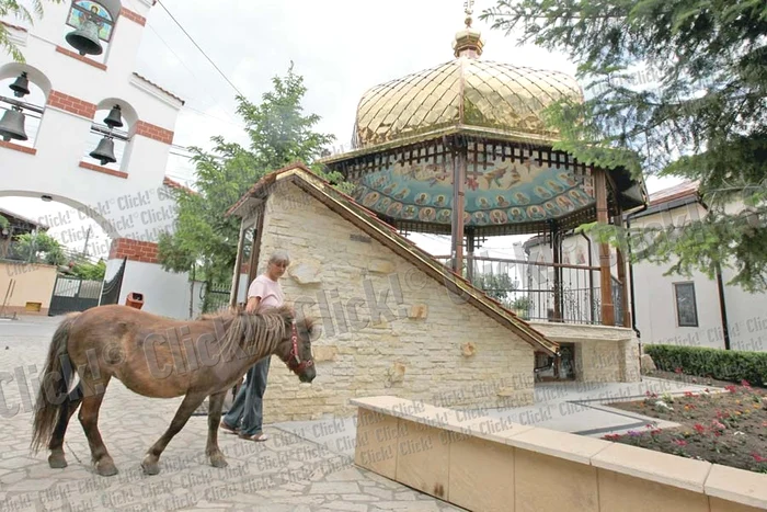 Păunii sunt vedetele grădinii zoologice din Comuna Roşu (Fotografii: Dorin Constanda / Sever Gheorghe)