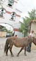 Păunii sunt vedetele  grădinii zoologice  din Comuna Roşu (Fotografii: Dorin Constanda / Sever Gheorghe) jpeg
