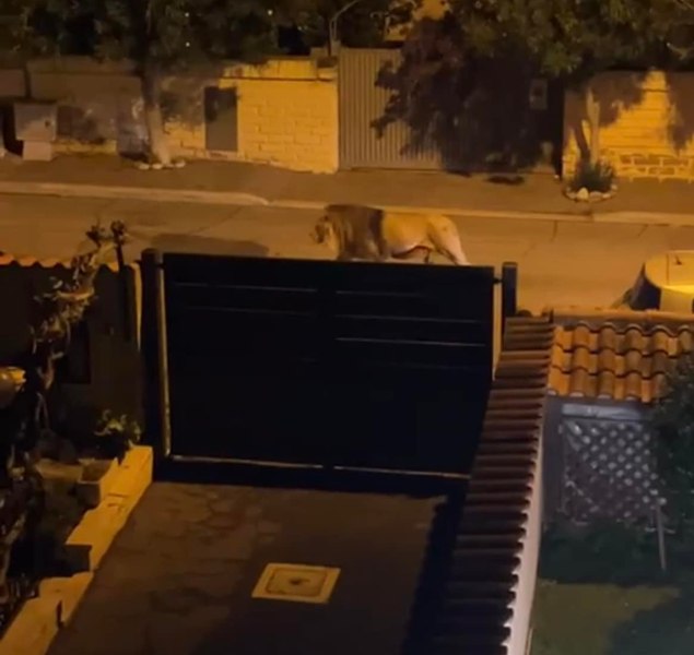 Un leu scăpat de la circ a terorizat un oraș din Italia. A fost sedat și capturat după 5 ore de libertate VIDEO
