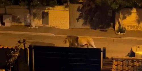 leu scapat de la circ foto faceb enrico rizzi jpg