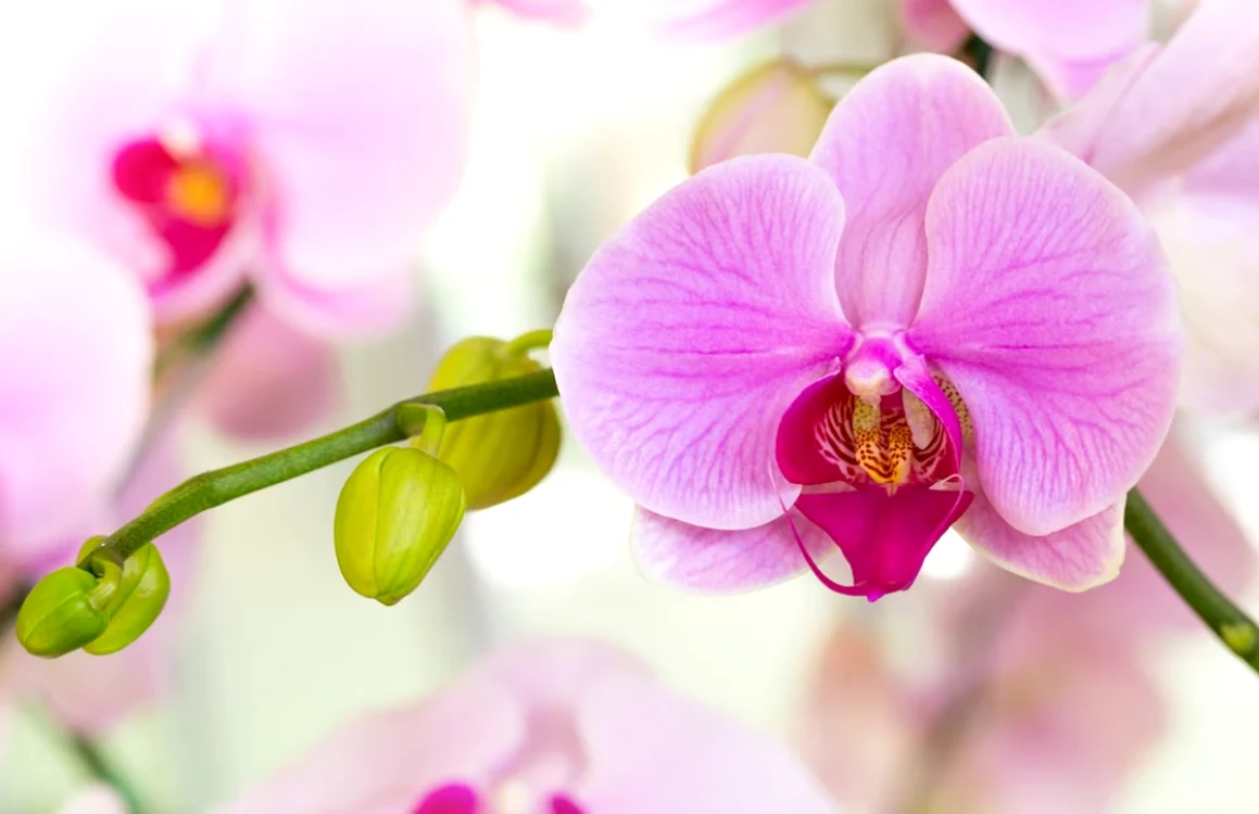 Orhideele sunt considerate printre cele mai frumoase flori. / foto: freepik