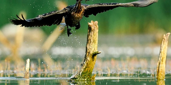cormoranul Mic Foto FB parcul Vacaresti Helmut Ignat jpg