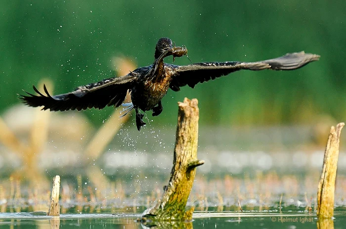 Cormoranul mic FOTO Helmut Ignat / Facebook Parcul Natural Văcărești