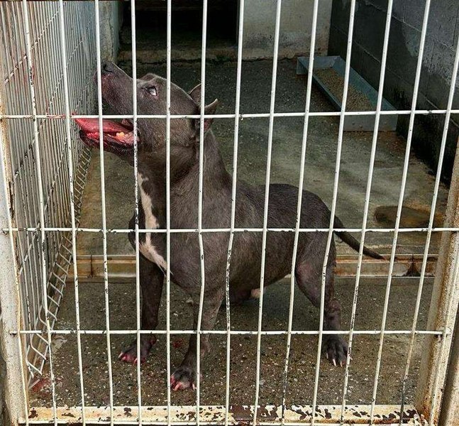 Bizar în Arad: Un câine căzut de pe geam a agresat un alt patruped și i-a mușcat stăpânii 