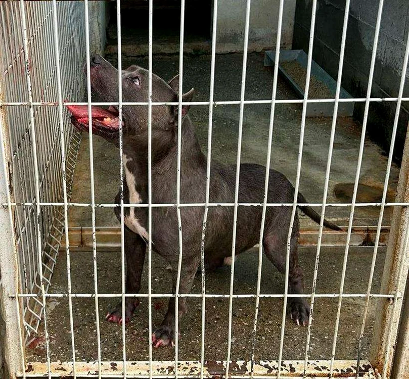 Metisul Amstaff a fost ridicat de reprezentanții adăpostului de câini FOTO Poliția Locală