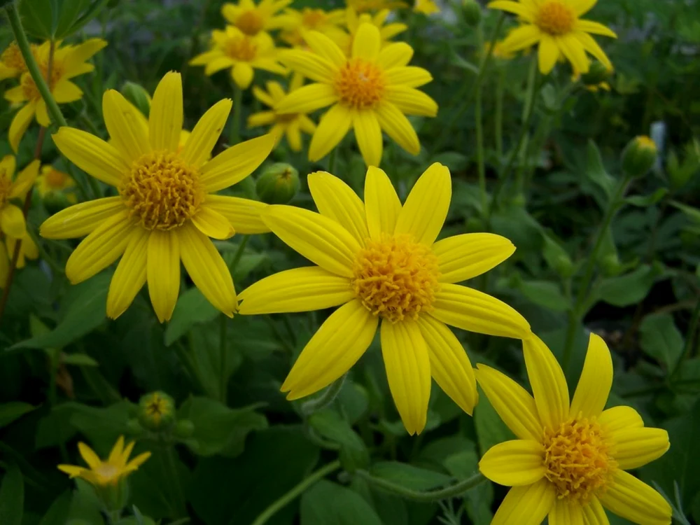 Arnica reduce inflamaţiile şi calmează durerile.