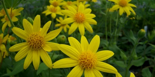 calarasi arnica