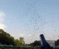 festivara