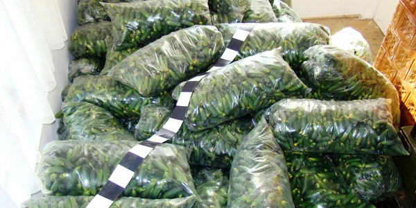 Cele 4 tone de castraveţi au fost confiscate