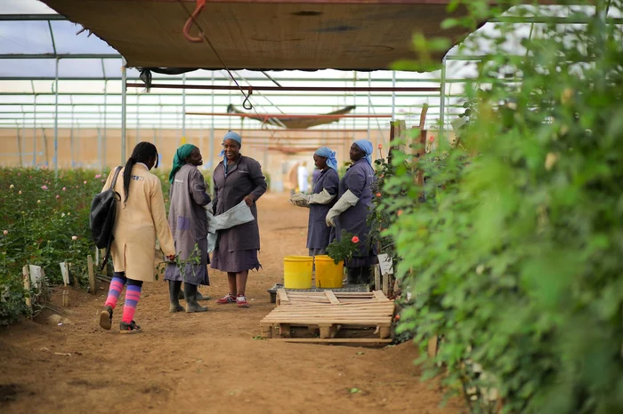 Angajatele din ferma africană împachetează trandafirii parfumați pentru România