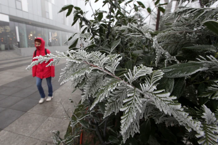 În această dimineață, 15 ianuarie, copacii au fost acoperiți de ace de chiciură