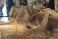 craniu mamut jpg