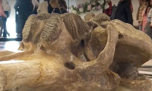craniu mamut jpg