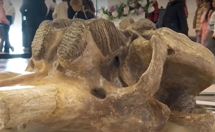 Craniul de mamut a fost descoperit în anul 1956 / foto: captura video