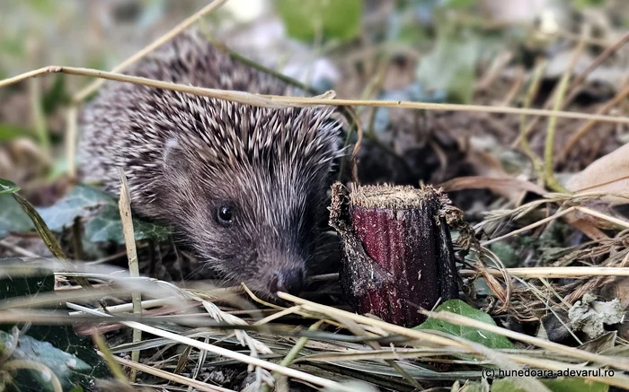 FOTO „Maidanezii cu țepi” care cutreieră orașele. Aricii, stăpânii nocturni ai zonelor verzi, adorați de români
