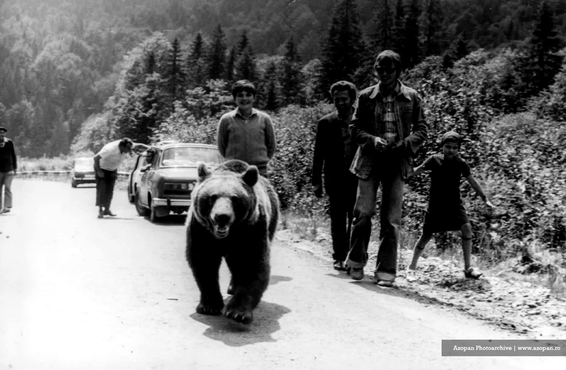 Urșii au fost mereu o prezență comună pe Transfăgărășan / foto: Attila Toth/Fototeca AZOPAN