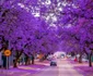 Strada Jacaranda din Pretoria Africa de Sud Foto traveltriangle com