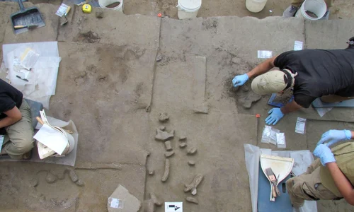 Descoperirea unor unelte din fildeș de mamut, în Alaska (© Brian Wygal)