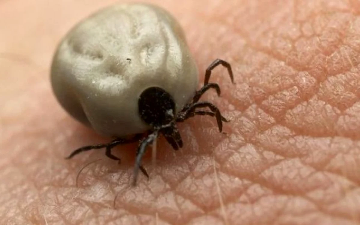 Doar 2% dintre persoanele care sunt înţepate de căpuşă dezvoltă boala Lyme FOTO Arhivă
