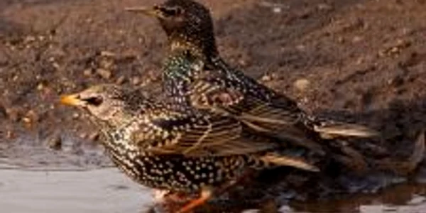 Stolul de grauri a luat forma unui delfin urmărit de o balenă şi a unei caracatiţe