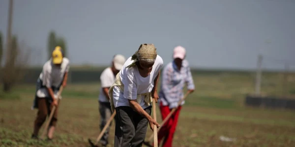  Agricultura este domeniul cu cei mai mulţi zilieri Foto: Adevărul