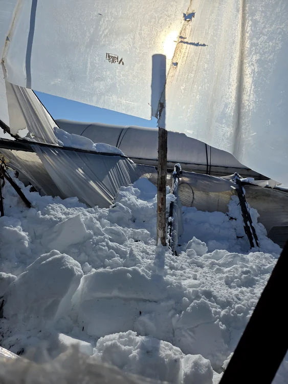 Solarii distruse de zăpadă la Glodeanu Sărat. Sursa FOTO: Claudiu Breazu