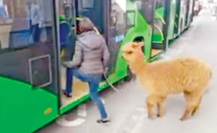 Marian şi Georgiana Godină