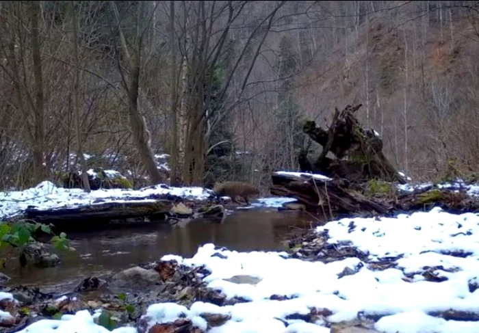 Pisica sălbatica a fost filmată în timp ce trecea peste o apă curgătoare