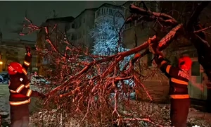 copaci cazuti DSU 17 feb png