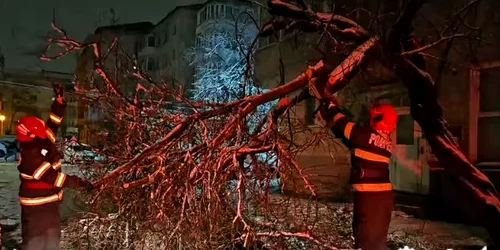 copaci cazuti DSU 17 feb png