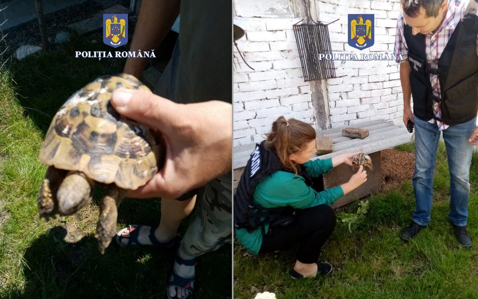 Broască țestoasă dintr-o specie rară, recuperată de polițiști și Garda de mediu în urma unor descinderi