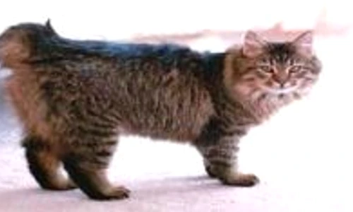 1 47660 original jpg jpeg