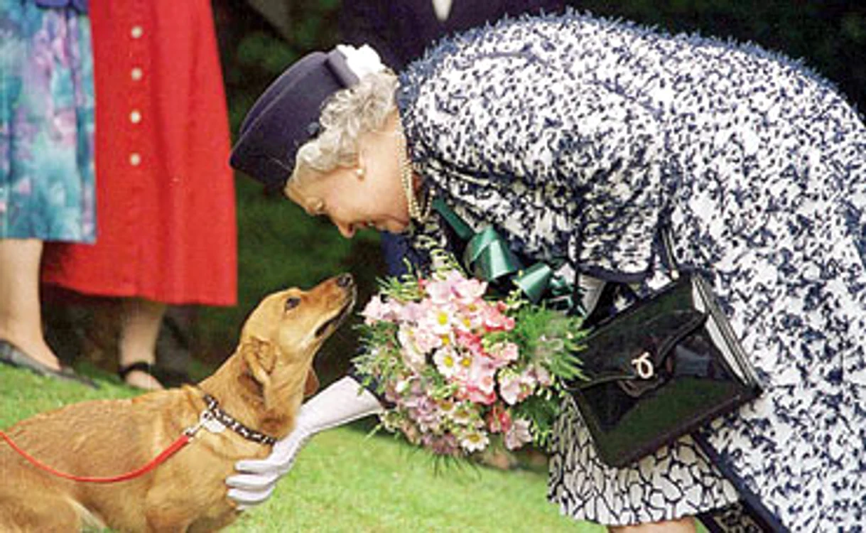 
    Elisabeta a II-a a crescut între 1933 şi 2016 nu mai puţin de 30 de căţei la Buckingham  