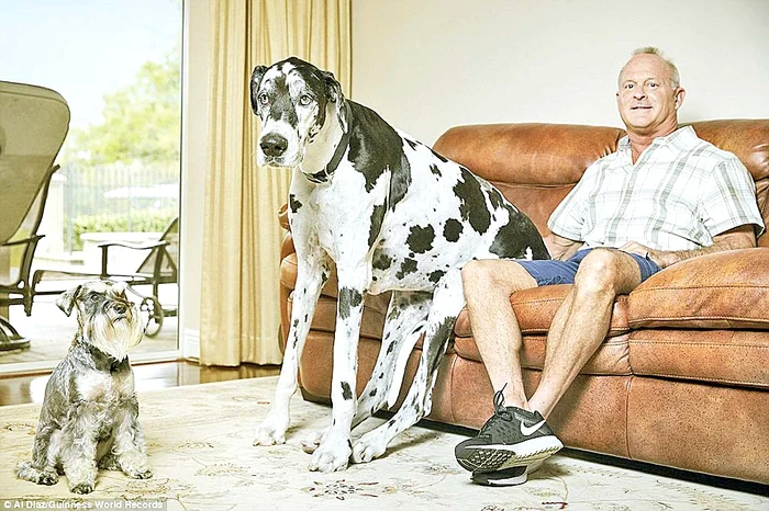 Dogul german Lizzy are înălţimea de 94,6 cm când stă în patru labe