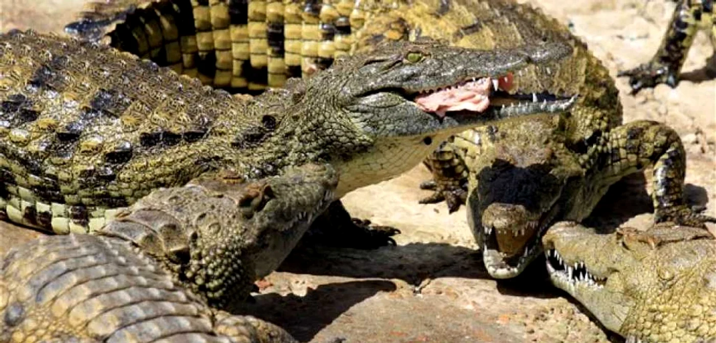 Crocodilii sunt specie ocrotită în Mexic FOTO: Arhivă