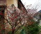 Rușchița  Foto Daniel Guță  ADEVĂRUL (59) jpg