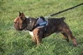 dog 5929147 1280 jpg