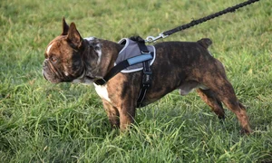 dog 5929147 1280 jpg